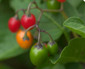 berries