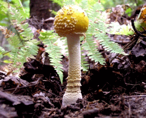 image of a mushroom