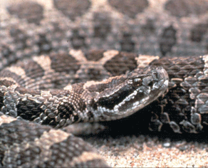 image of rattlesnake