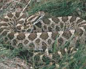 image of rattlesnake