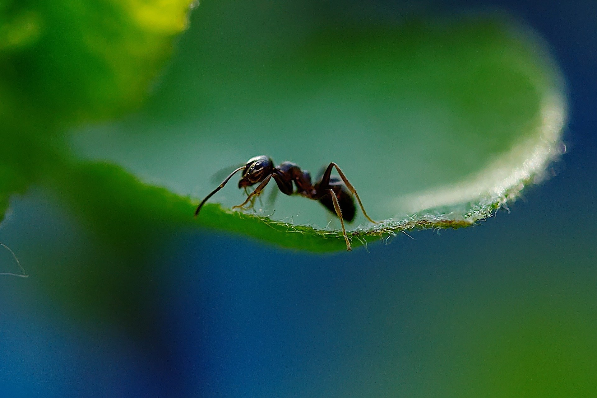 Ant Traps